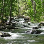 Shakleford Creek