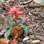 pedicularis