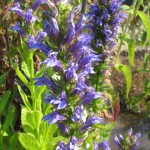 lobelia