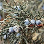 Juniper