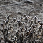 Black eyed susan stalks