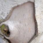 Alder tree