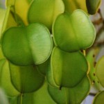 wild yam seeds