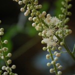 Black cohosh
