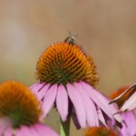 Echinacea blossom 