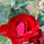 Rose blossom