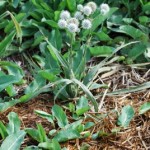 Rattlesnake Master