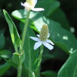 Yerba mansa flower