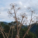 Dried angelica stalks