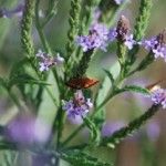 Vervaine with butterfly