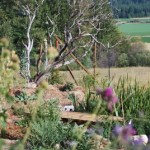 Looking through the bog
