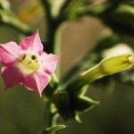 tobacco flower