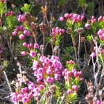 Cascade Heather