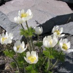 Anenome occidentalis