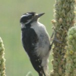Downy woodpecker  