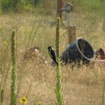 mullein stalks with downy woodpecker on it
