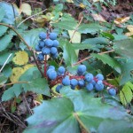 Oregon grape
