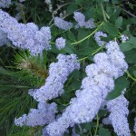 red root in full blossom