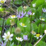 Shooting Star and Marsh Marigold