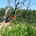 Calamus in the garden.