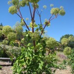 angelica