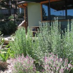 Mugwort growing outside classroom.