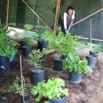 students planting the eastern woodland bed
