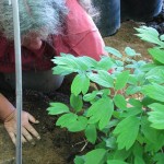 Planting the eastern woodland bed. 