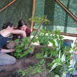 planting the eastern woodland bed. 