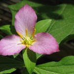 Trillium