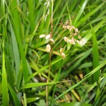 Sweet grass in bloom.