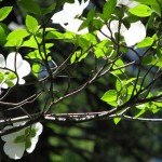 Dogwood