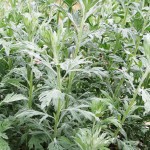 Mugwort
