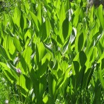 corn lilies