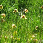 Pitcher plant flowers
