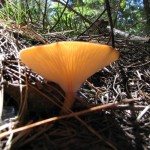 Mushroom 