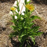 Elecampane 