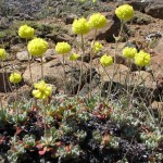 Sedum