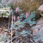 Bleeding Heart