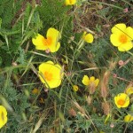 California Poppy