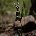 Checker Lily
