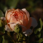rose in bloom. Photo by Claire Bohman