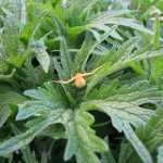 Spider in the motherwort.
