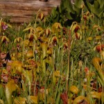 pitcher plant blossoms