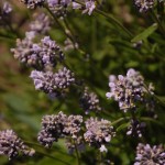lavender in the garden