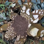 earth star mushroom