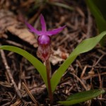 fairy slipper