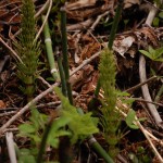 horsetail