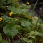 mountain violet