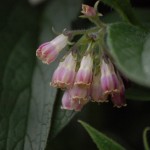 comfrey